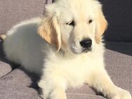 Golden Retriever Welpen - Marktredwitz