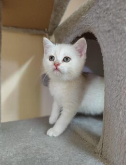 BKH Kitten Weiß Silber - Frankfurt (Main)