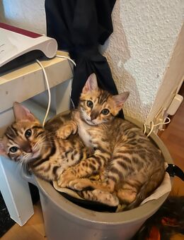✨ Bengal-Kitten – jetzt mit eingebauter Hochbegabung - Lörrach