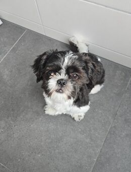 Shih Tzu Welpe sucht ein Zuhause - Höchst (Odenwald)