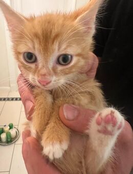Süße kleine rote Katerchen Kitten suchen liebevolles neues Zuhause EKH/BKH - Petershagen (Eggersdorf)