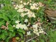 Kleines/ Knolliges Mädesüß (Filipendula vulgaris) in 88263