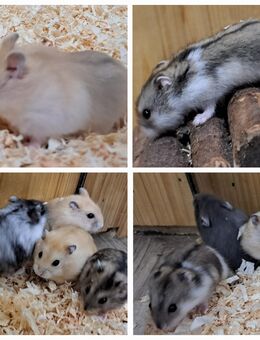 junge kleine Dsungaren dsungarischer Zwerghamster dschungarischer Hamster - Neustadt (Sachsen) Hohwald