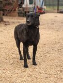 Adri-VA kluge Kämpferin sucht ihre Cha in 31535