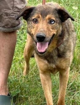 Cuno - dringend Zuhause gesucht!! - Lohra