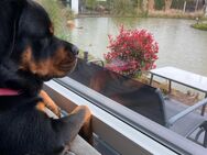 Rottweiler - Essen