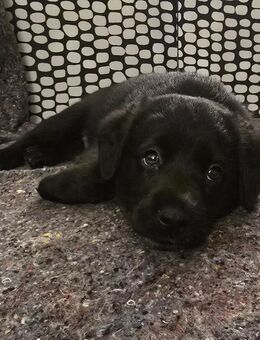 Toto – Unser fröhlicher und verschmuster Jack-Russell-Mix sucht ein Zuhause auf Lebenszeit! - Berlin