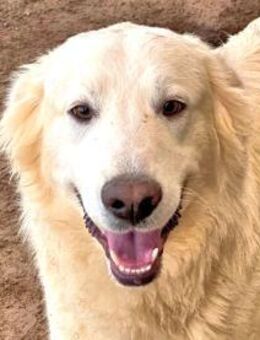 BRANDON - an der Tankstelle ausgesetzt - Regensburg