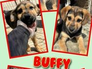 Süße Buffy- auf Pflegestelle! - Nürnberg