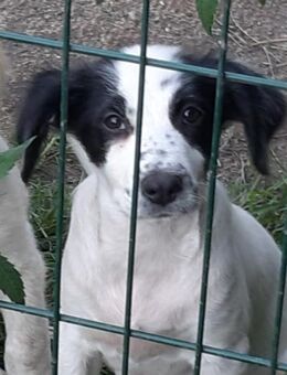 Gosmo - Mönchengladbach