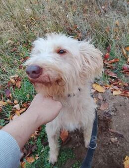 Kupak, süßer Herzensbrecher, ca. 6 Jahre - Vaterstetten