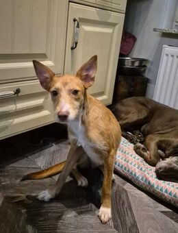 Süße Casey - Eichenzell