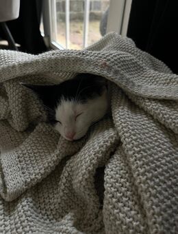 🐾 Wunderschöne Kitten abzugeben – 1 Mädchen & 1 Junge gechipt, geimpft & entwurmt 🐾 - Schöppingen