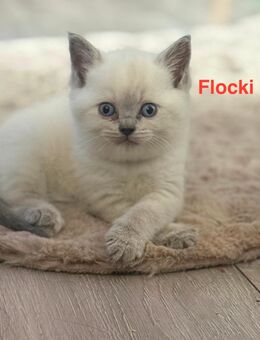 BKH Kitten Blue & Blue Point - liebevoll aufgezogen - Abgabe ab Ende November - Müden (Aller)