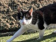 🎶🐱 Einzigartiger Beethoven 🎶🐱 - Eislingen (Fils)