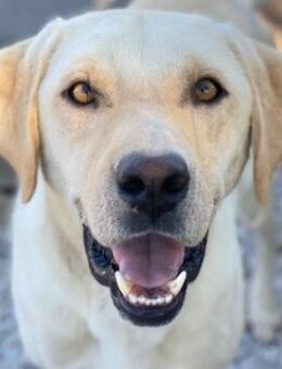 Boq, geb. ca. 07/2023, Griechenland - Markdorf