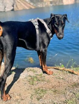 Stöpsel - Dobermann-Riesenbaby - Löwenberger Land