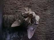 Zauberhafte Maine Coon x BKH Kitten suchen liebevolles Zuhause - Mainz