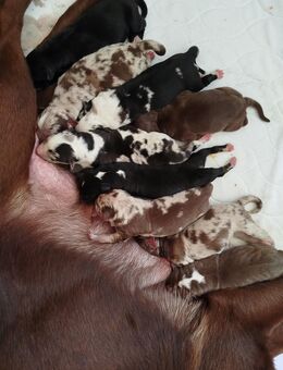 Aussiedor Welpen black- Merle, blue Merle, Kunterbunt - Salzgitter