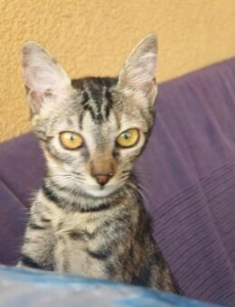 Unwiderstehliche Tabby - Margetshöchheim