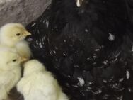 3 Küken von meinen großen Brahma in heller Farbe , zirka 9-10 Tage alt abzugeben - Waldbüttelbrunn