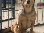 Bambi sucht ihr Zuhause - Nordwalde
