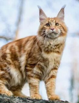 Suche zwei Maine Coon Katzen (oder Einzelkatze/-kater) ein liebevolles Zuhause - Rathenow