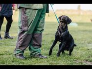 Jagdterrier/ Drahthaar Mix - Ahrenshagen-Daskow