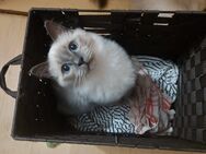 Ragdoll Dame sucht neue Familie auf Lebenszeit - Dresden