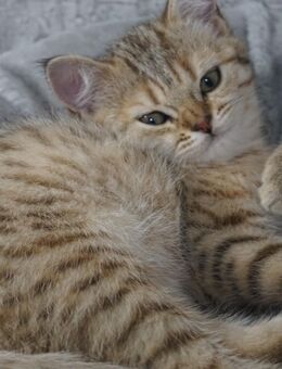 British Kurzhaar Kitten - Darmstadt