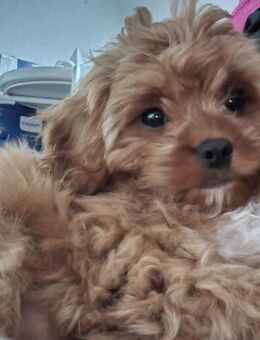 Cavapoo Welpen - Aurich