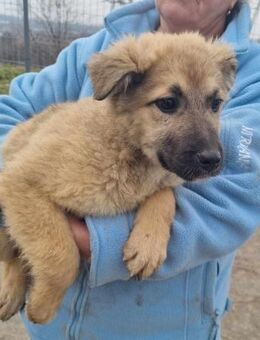 Nora von kettenlos - Bollingstedt