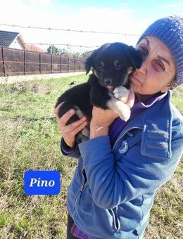 Kleiner Pino 🌺sucht sein Heim - Seggebruch