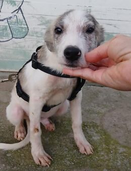 Noname sucht seine Familie - Siggelkow