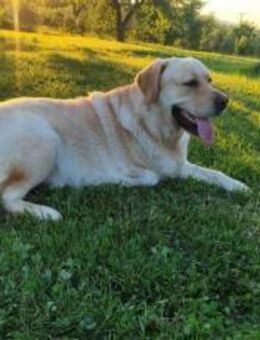 Labbi-Mix Toivo kommt auch als Dreibein - München