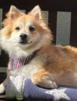 Wanda kleine Spitz-Prinzessin - Kassel