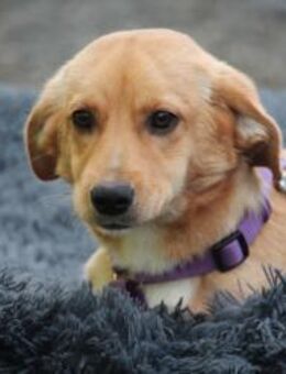 Aurelia unsere kleine Schönheit.. - Hagen (Stadt der FernUniversität)