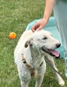 ❤️Lucy❤️ sucht eine tolle Familie - Bissingen