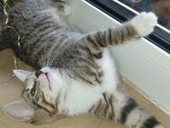 Katzenbaby abzugeben - Oftersheim