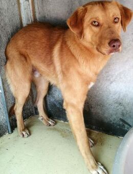 TRIKI - sucht Liebe & Vertrauen...... - Kempen