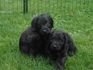 Labradoodle Welpen - Blumberg