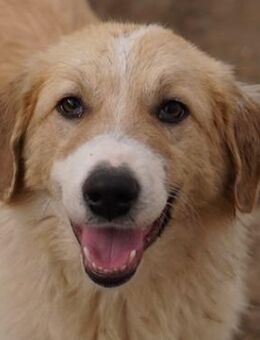 Alrakis, geb. ca. 07/2023, GRIECHENLAND - Markdorf