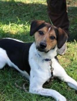 Boji sucht geduldige Besitzer - Neuhausen (Spree)