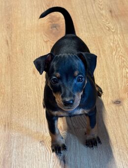 Zwergpinscher Welpen - Berlin Spandau