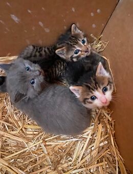Katzenbaby Kitten - Donauwörth