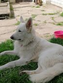 Weißer Schweizer Schäferhund in 32699