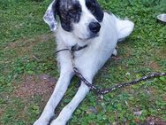 Großer Familienhund - Schwedeneck