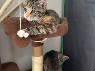 Hauskatze - Herford (Hansestadt)