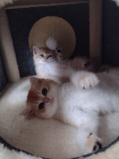 Goldene bildhübsche Kitten mit Stammbaum, geimpft &Chip