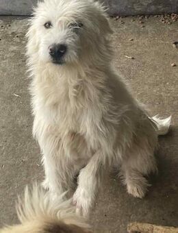 Olli muß aus Rumänien raus - Blankenheim (Nordrhein-Westfalen)